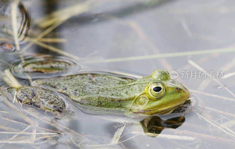 绿色可食用蛙(Rana esculenta synkl.)